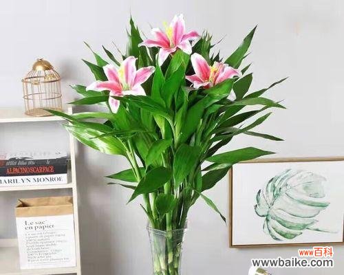 传递好运 搬家送富贵竹，寓意吉祥繁荣