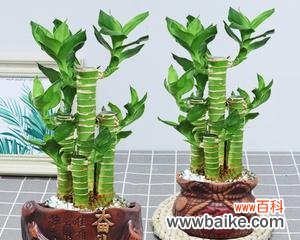 传递好运 搬家送富贵竹，寓意吉祥繁荣