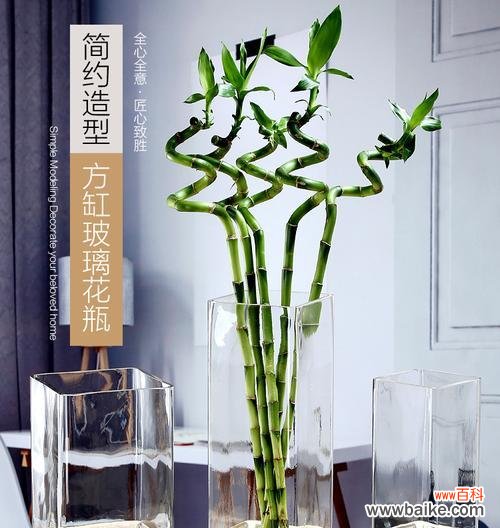 寓意吉祥的百合花与富贵竹的完美组合 百合花与富贵竹的搭配与意义