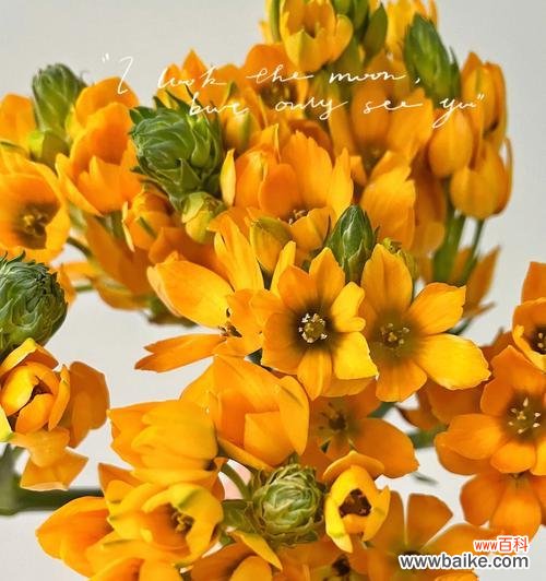 传递橙色百合的花语 橙色百合花语