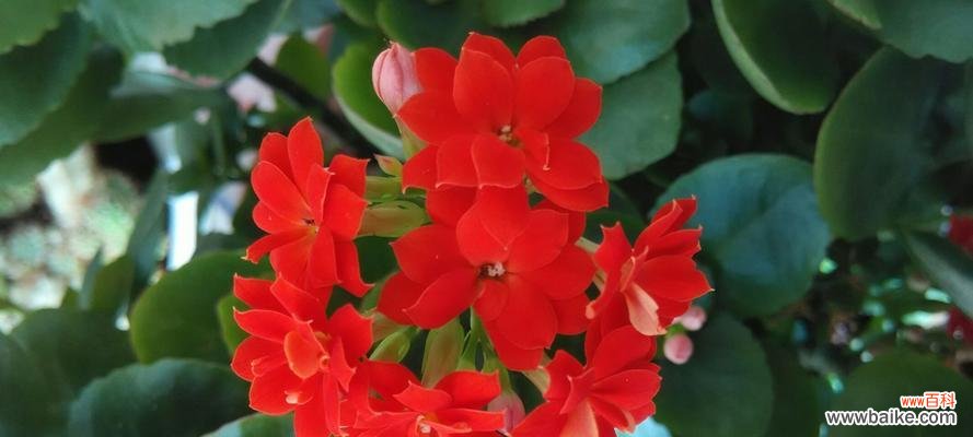 长寿花的花语及其寓意解读 长寿花花语