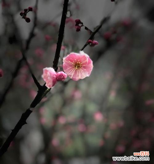 寒冬中绽放的勇气与美丽 冬天的梅花——生命的坚韧与希望