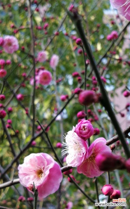 寒冬中绽放的勇气与美丽 冬天的梅花——生命的坚韧与希望