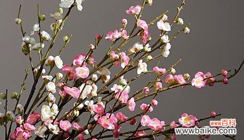 寒冬中绽放的勇气与美丽 冬天的梅花——生命的坚韧与希望