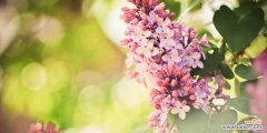 丁香花的美丽与香气 丁香的意义与价值