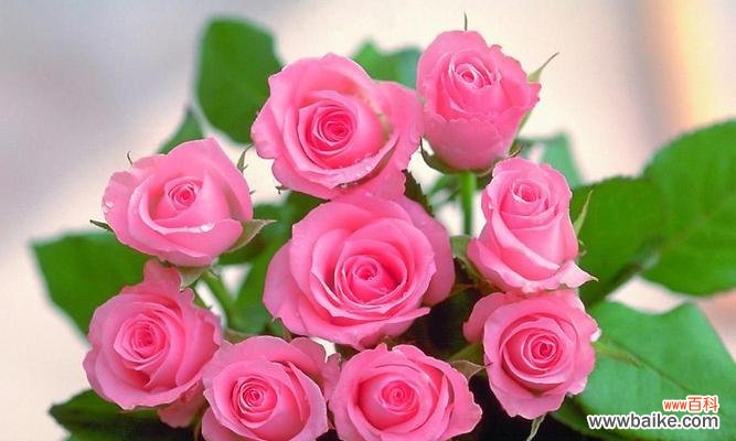 恒久不变的传统 以鹤望兰——追寻纯洁美丽的象征