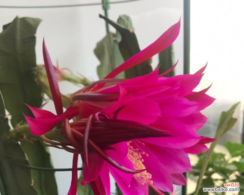 揭开荷花和令箭花背后的花语之谜 荷花令箭花花语解密