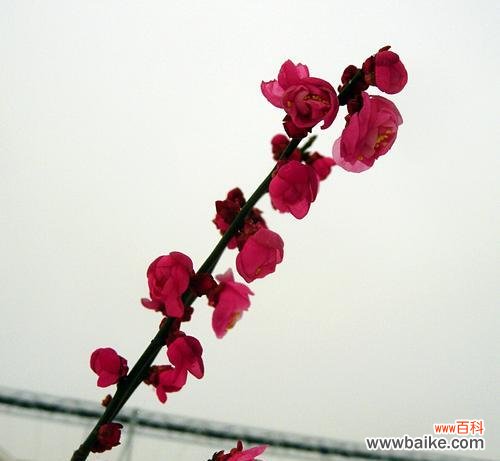 红梅花的美丽与坚强——寒冷中的独树一帜 红梅花的花语及意义解读