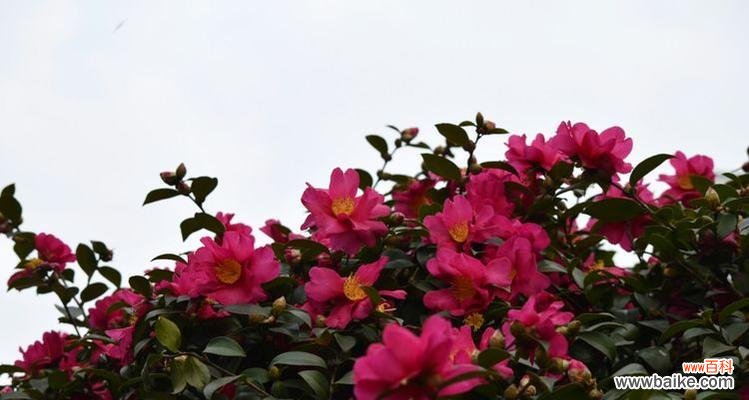 探寻红色茶梅的含义 红色茶梅的花语与寓意