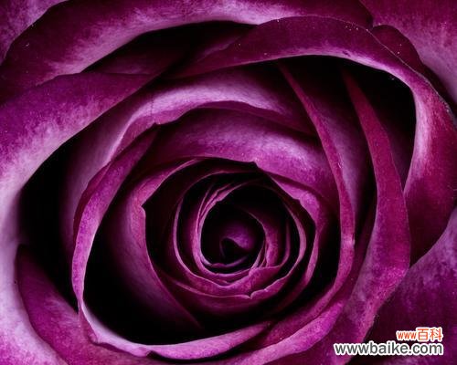 探寻黑红玫瑰花的秘密 黑红玫瑰花花语的意义与传说