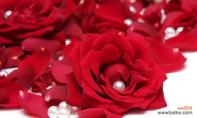 探寻黑红玫瑰花的秘密 黑红玫瑰花花语的意义与传说