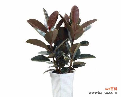 探寻黑金刚橡皮树的意义与价值 黑金刚橡皮树之生生不息