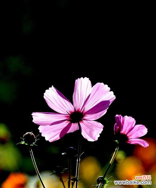 黑色波斯菊花的神秘之美与深刻内涵 黑色波斯菊花语