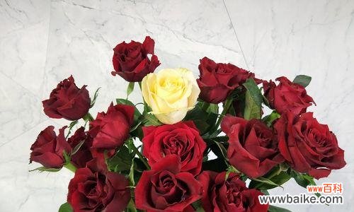 揭开黑魔术玫瑰背后的奥秘 黑魔术玫瑰花语的神秘魅力