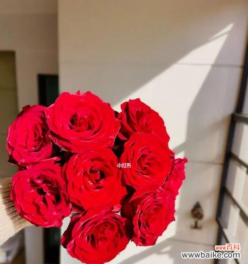 揭开黑魔术玫瑰背后的奥秘 黑魔术玫瑰花语的神秘魅力