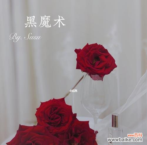 揭开黑魔术玫瑰背后的奥秘 黑魔术玫瑰花语的神秘魅力