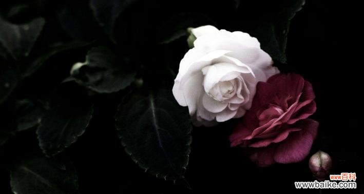 探秘黑色风信子的神秘花语与美丽魅力 黑色风信子花语