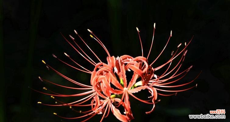 探秘黑色风信子的神秘花语与美丽魅力 黑色风信子花语