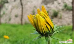 探索黑心金光菊的花语之美 黑心金光菊的深刻寓意