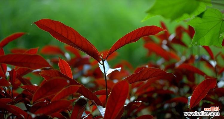 传承千年的文化之花——红背桂花 红背桂花的意义及传说