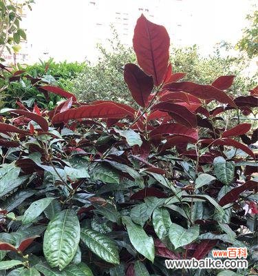 传承千年的文化之花——红背桂花 红背桂花的意义及传说