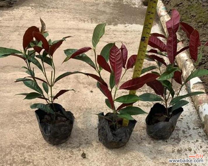 传承千年的文化之花——红背桂花 红背桂花的意义及传说