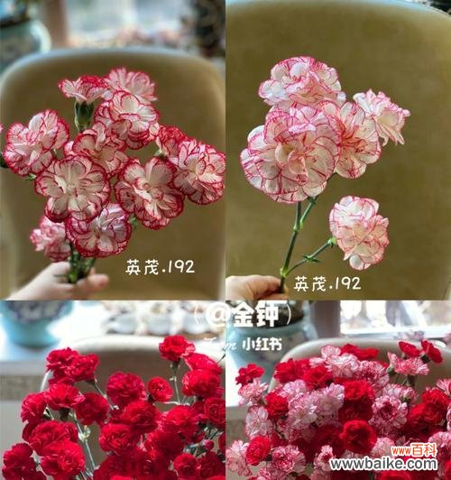 红边康乃馨花语的含义和象征 红边康乃馨花语