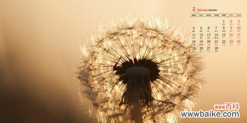 解读这朵娇艳的花语与美好 蒲公英的花语