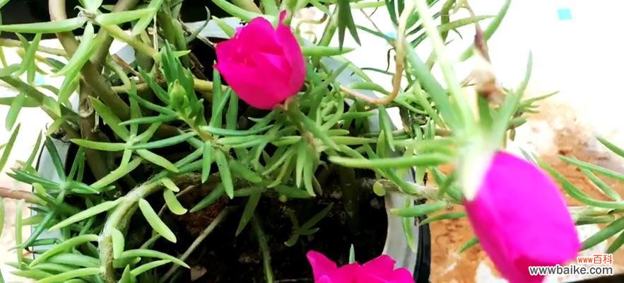 向阳与爱的象征 太阳花的花语和象征意义