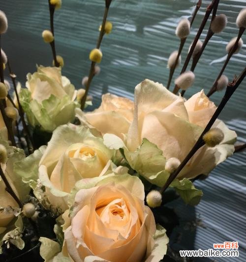 浪漫不落俗套的选择 解读香槟色玫瑰花的花语