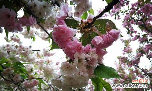 传递不同的花语,展现不同的美 山樱花与西洋樱花的花语