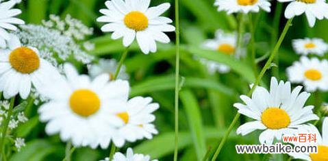 探究“纯真、忠诚、爱情”等多重含义 雏菊花的寓意与象征