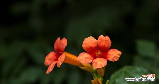 探寻凌霄花的神秘之处 凌霄花的花语及含义