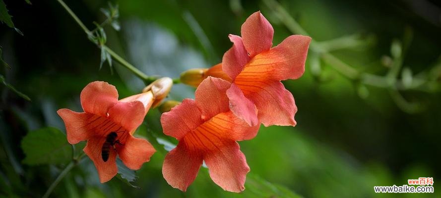 探寻凌霄花的神秘之处 凌霄花的花语及含义