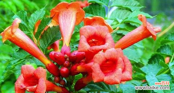 探寻凌霄花的神秘之处 凌霄花的花语及含义