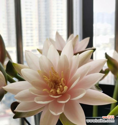 探寻睡莲中的花海奇观，解读花开的秘密 了解香槟睡莲的花语