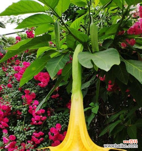 揭秘曼陀罗花的花语传说与文化内涵 曼陀罗花的神秘花语