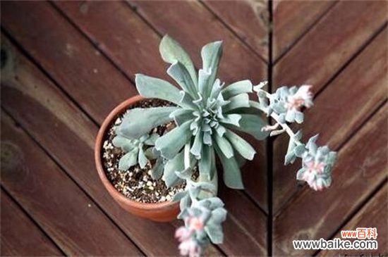 特玉莲叶片干枯腐烂怎么办？遮阴防晒并剪根换土