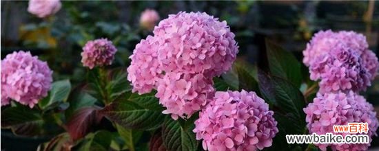 绣球花被太阳晒蔫了怎么办