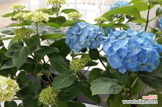 绣球花被太阳晒蔫了怎么办