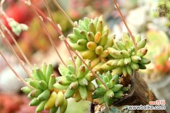 千代田之松叶片发黄的原因和应对方法