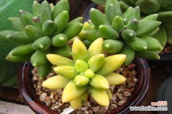 千代田之松叶片发黄的原因和应对方法