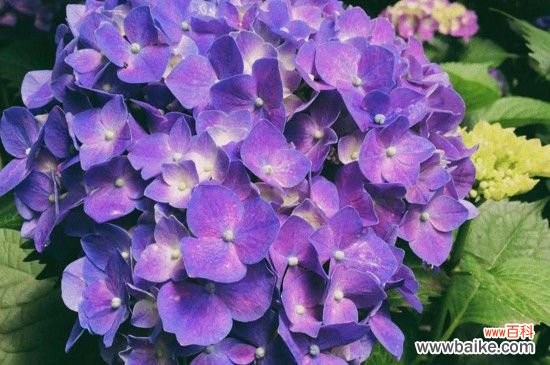 绣球叶片发黑的原因