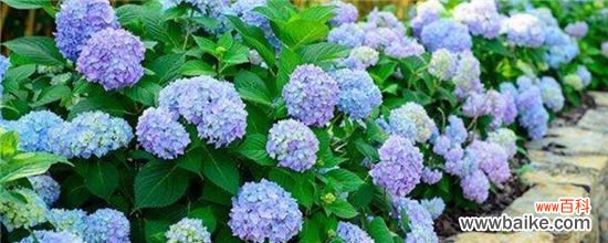 绣球花的叶子边变焦的原因