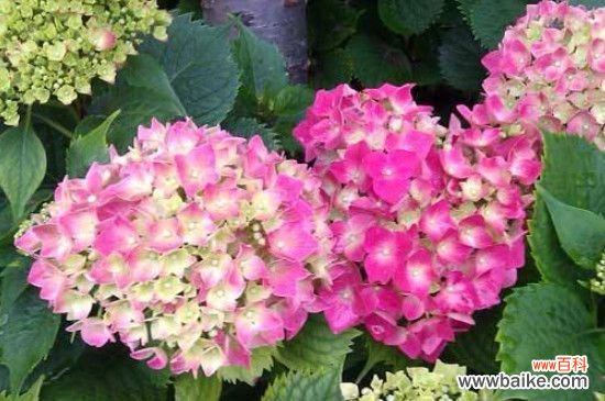 绣球花的叶子边变焦的原因