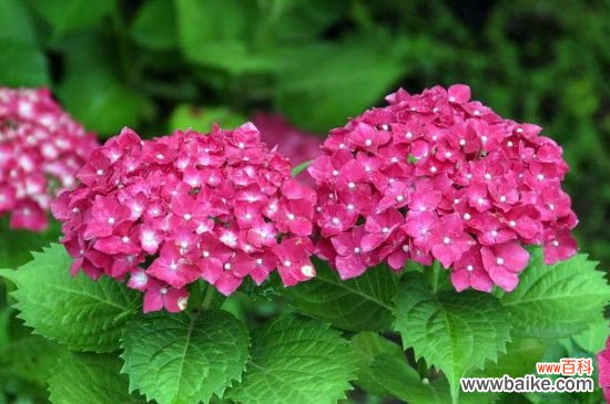 绣球花的叶子边变焦的原因