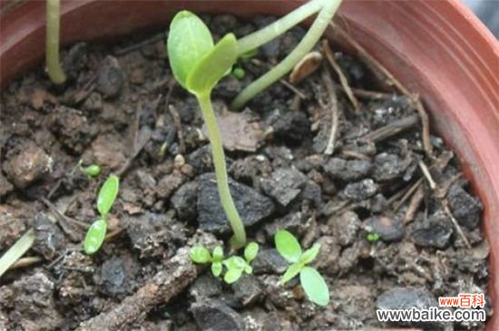 太阳花发芽老是死苗的原因