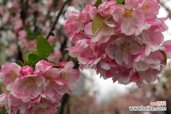 海棠叶子掉光了的原因和解决方法