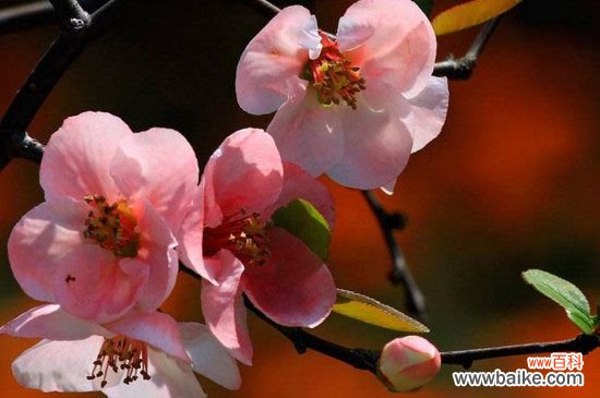 海棠叶子掉光了的原因和解决方法