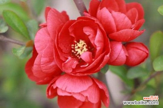 海棠叶子掉光了的原因和解决方法